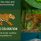 Ecuador wildlife, animal camouflage, Amazon rainforest tours, Galápagos animals, Ecuador jungle expeditions, wildlife photography Ecuador, Amazon tours Yasuní, Galápagos shark sightings.