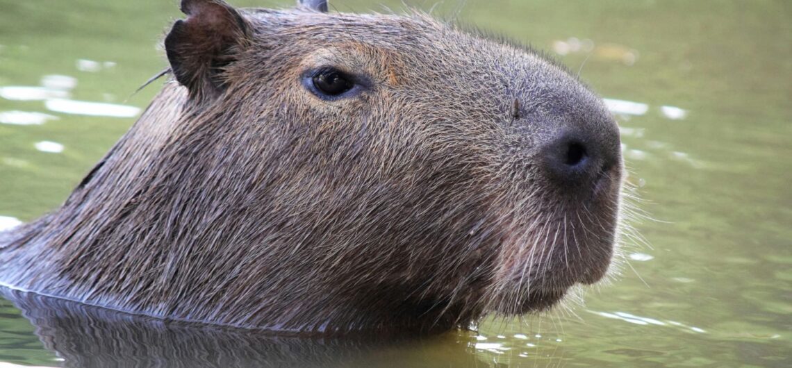 Capybara near a tropical river in Ecuador, representing slow wildlife travel with Barefoot Expeditions