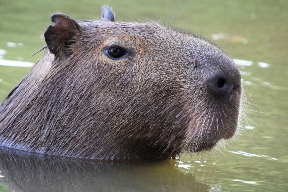 Capybara near a tropical river in Ecuador, representing slow wildlife travel with Barefoot Expeditions