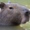 Capybara near a tropical river in Ecuador, representing slow wildlife travel with Barefoot Expeditions